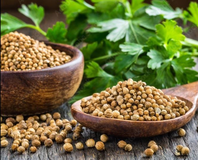 Coriander Seeds | Kulantro | Colantro